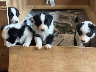 Border Collie – Pagewood