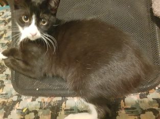 Manx – Karen mitchell