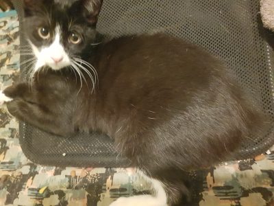 Manx – Karen mitchell