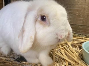 Rabbit – Rutherford