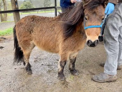 Miniature Horse – Rutherford