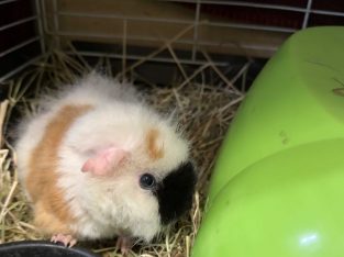 Guinea Pig – Yagoona
