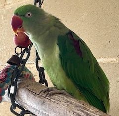 Alexandrine Parrot – Unanderra