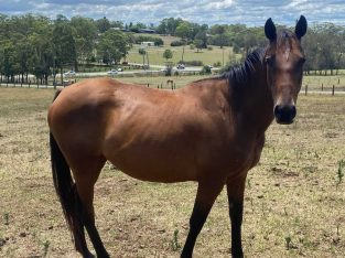 Stockhorse – Rutherford