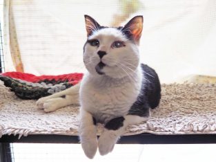 Domestic Short Hair – Yagoona