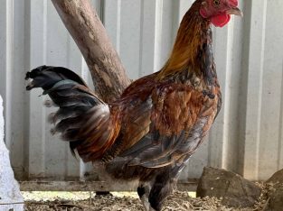 Chicken – Rutherford