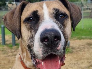 Catahoula Leopard Dog – Yagoona