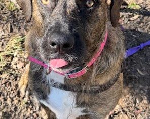 Great Dane – Yagoona