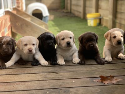 Labrador Retriever – Warragul