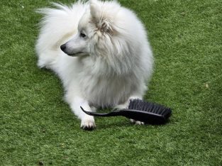 Japanese Spitz – Ferntree Gully