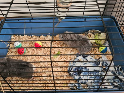 Guinea Pig – Devonport