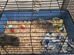 Guinea Pig – Devonport