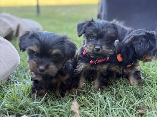 Australian Silky Terrier – Mount Tarampa