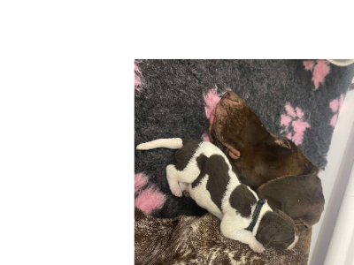 German Shorthaired Pointer – Gympie