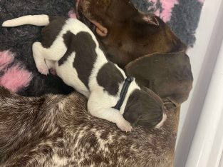 German Shorthaired Pointer – Gympie