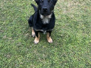 Australian Kelpie – Cleveland