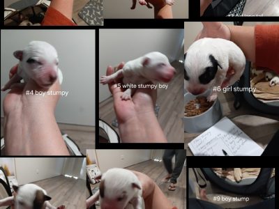 Australian Cattle Dog – Ellenbrook