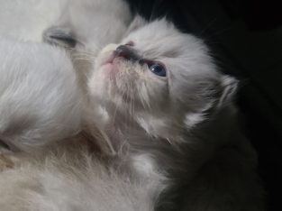 Ragdoll – Ourimbah