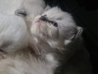 Ragdoll – Ourimbah