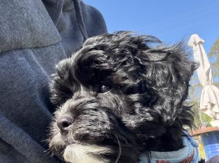 Theodore – Batemans Bay