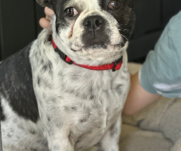 Other Dogs – Parkwood