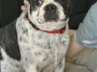 Other Dogs – Parkwood