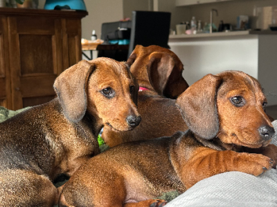 Dachshund – Whittlesea