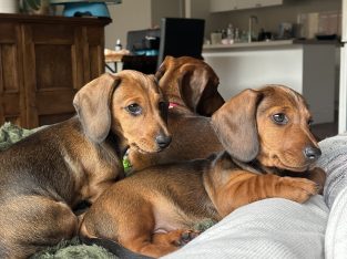 Dachshund – Whittlesea