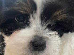 Maltese Shih Tzu – Bundoora
