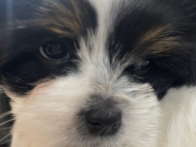 Maltese Shih Tzu – Bundoora