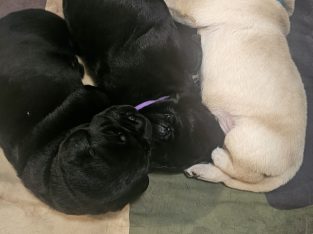 Labrador Retriever – Warnbro