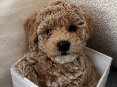 Moodle – Coorparoo