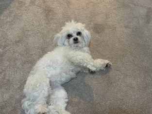 Maltese Shih Tzu – Moorebank