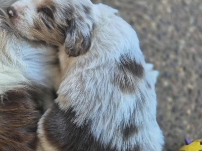 Border Collie – Beaudesert