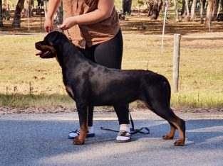 Rottweiler – Humpty Doo