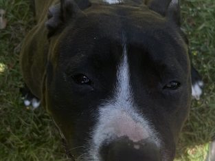 Other Dogs – Greenbank