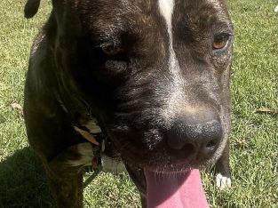 Other Dogs – Greenbank