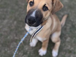 Other Dogs – Greenbank