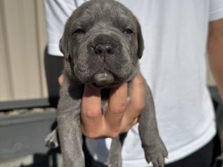 Cane Corso – Arundel