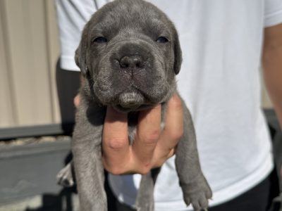 Cane Corso – Arundel