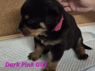 Rottweiler – Boronia Heights