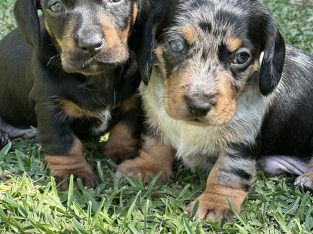 Dachshund – Sandgate
