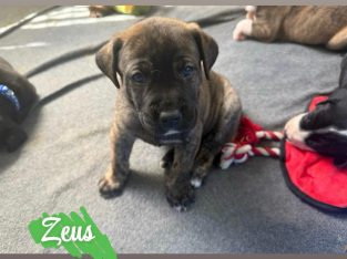 Other Dogs – Boondall