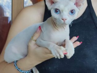 Sphynx – galumbapr6