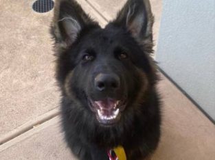 German Shepherd – Chelsea