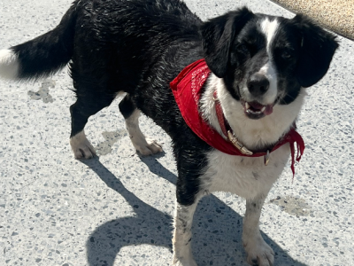 Border Collie – Waterford
