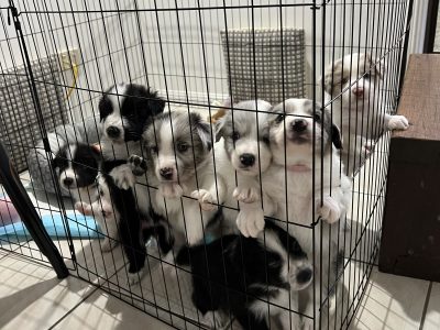 Border Collie – Alice River