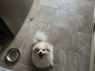 Pomeranian – Shelley