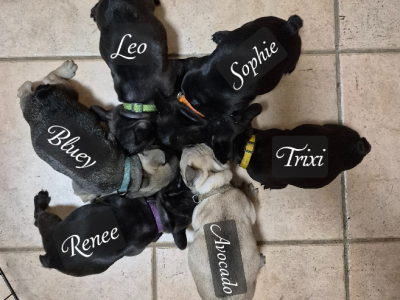 French Bulldog – Mount Annan