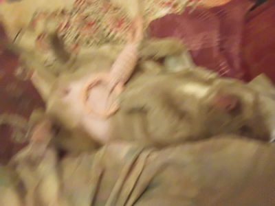 Dogs – Forest Hill